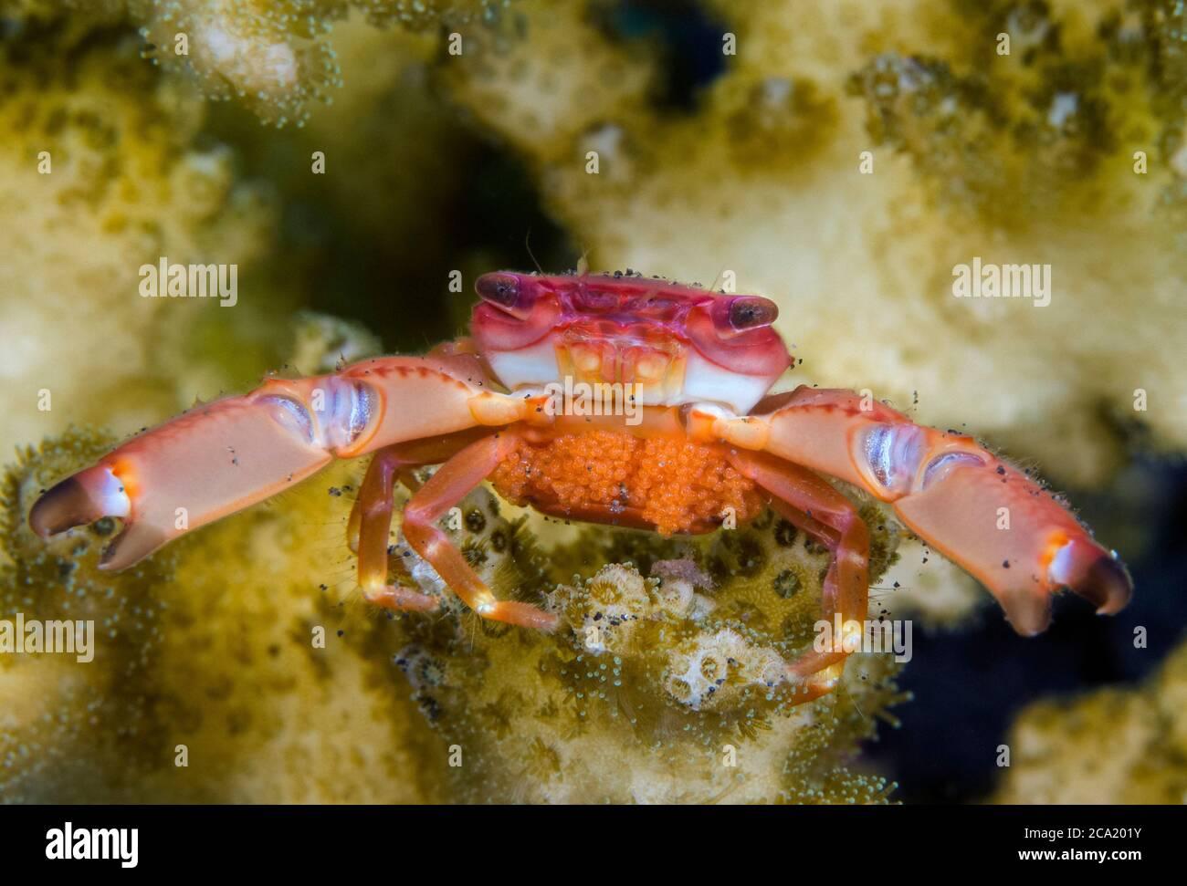 guard-crab-trapezia-sp-mit-einem-gelege-aus-eiern-verteidigung-seiner-wirt-acropora-koralle-tulamben-bali-indonesien-pazifik-2ca201y.jpg