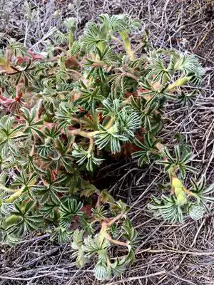 alchemilla_rutenbergii1b.jpg