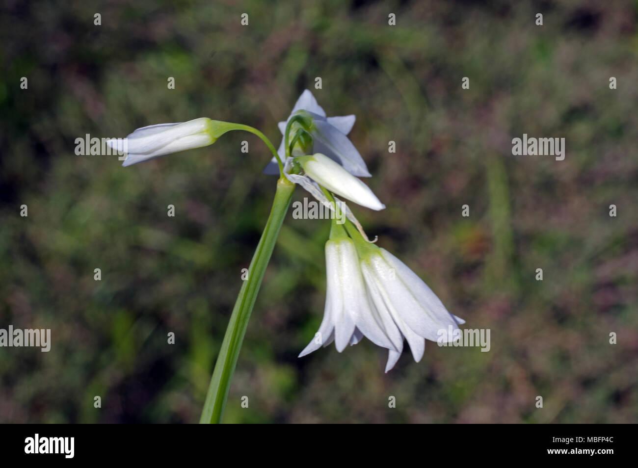 allium-triquetrum-close-up-MBFP4C.jpg