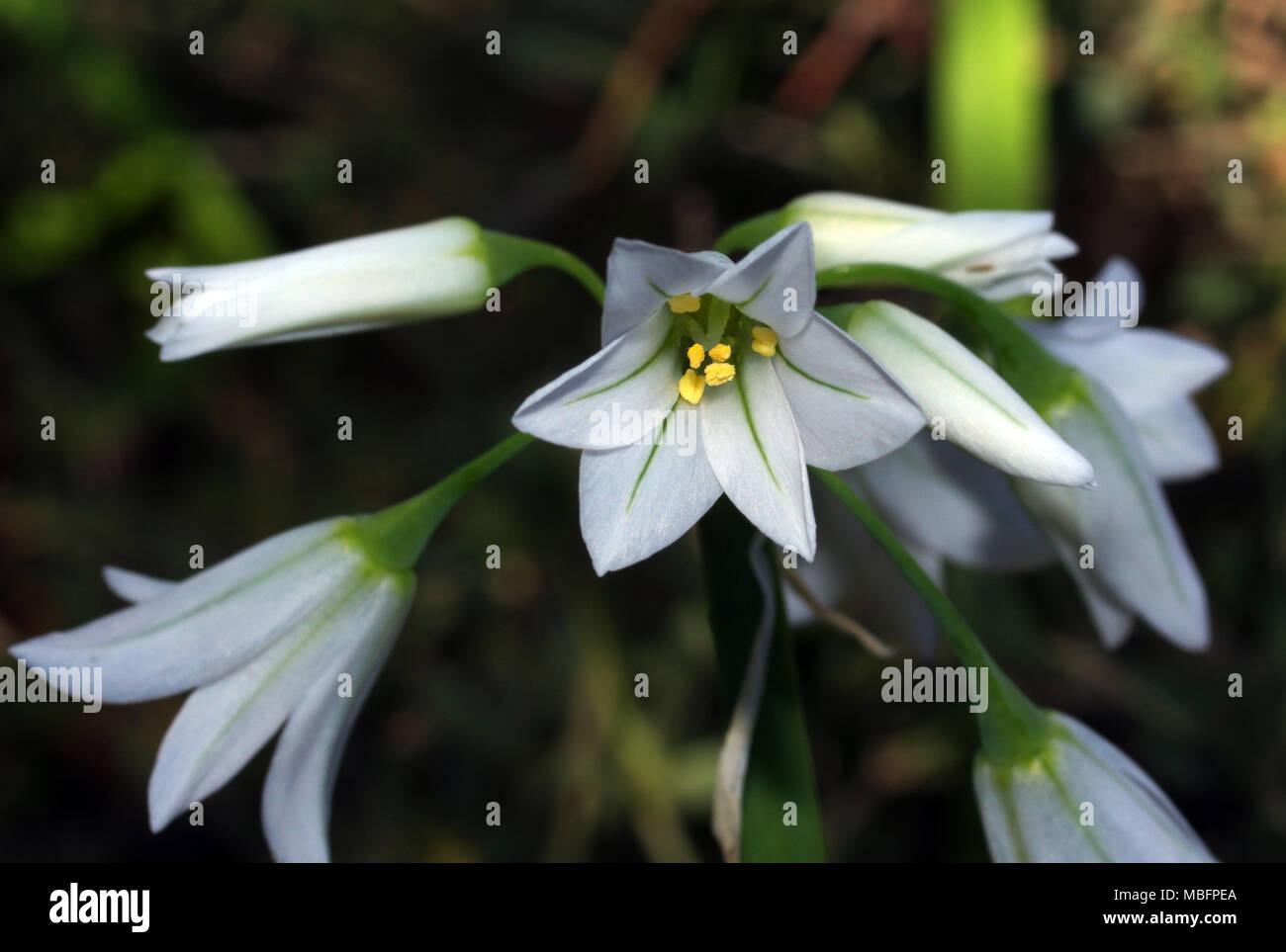 allium-triquetrum-close-up-MBFPEA.jpg