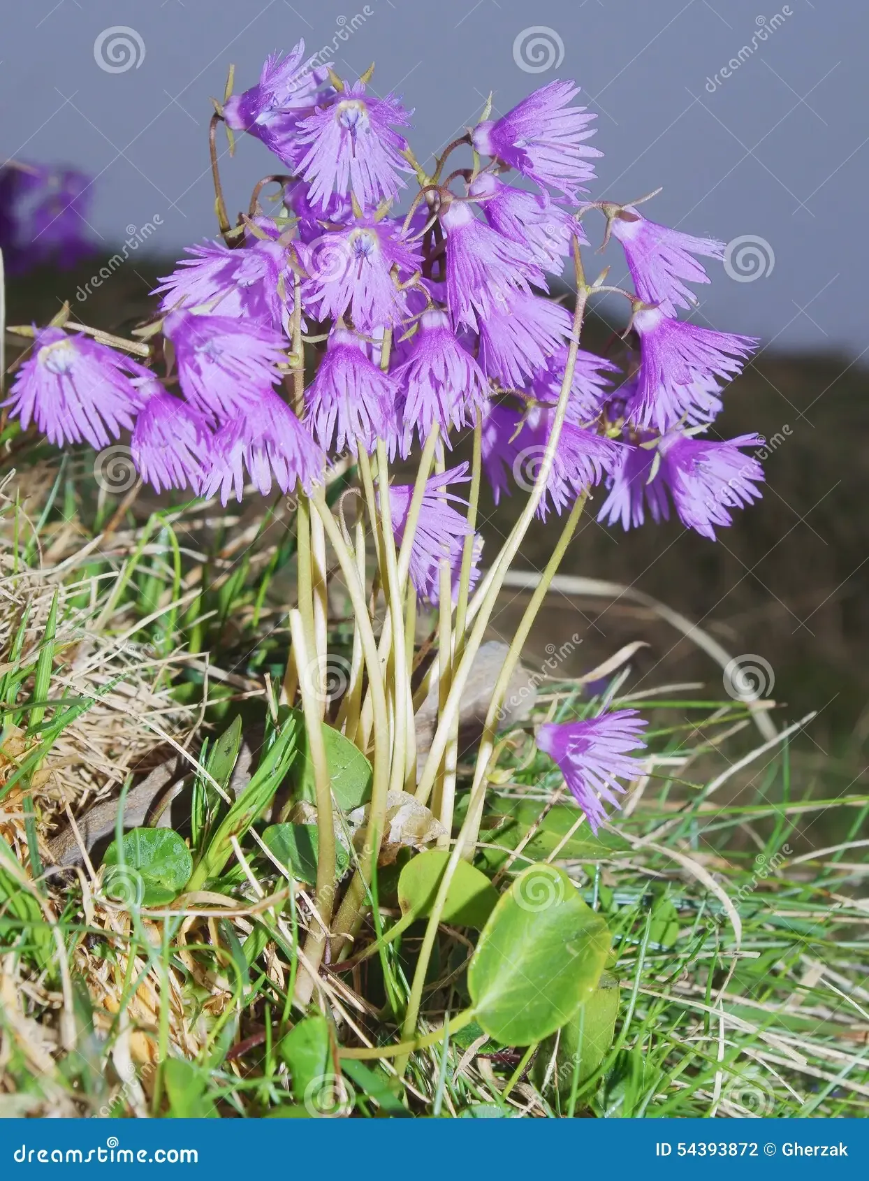 alpine-snowbell-soldanella-alpina-family-primulaceae-flowers-just-snow-melts-54393872.jpg