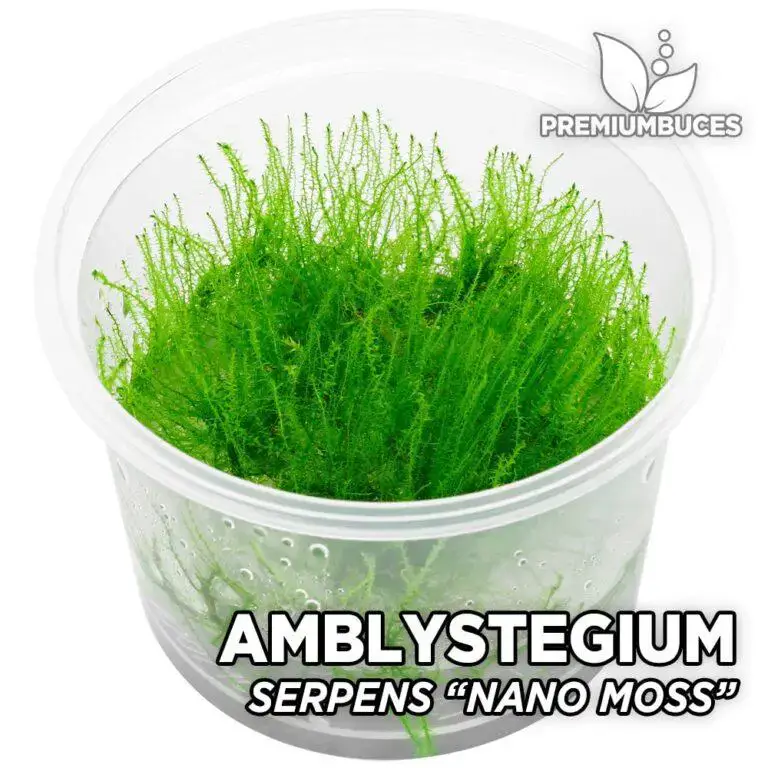 amblystegium-serpens-768x768.jpg