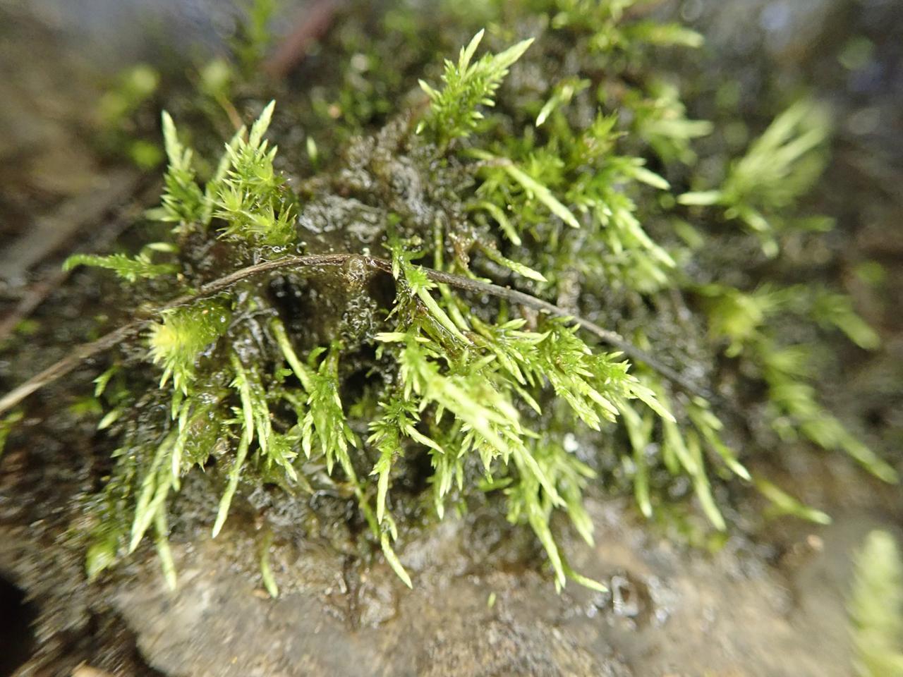 anomobryum_concinnatum.jpg