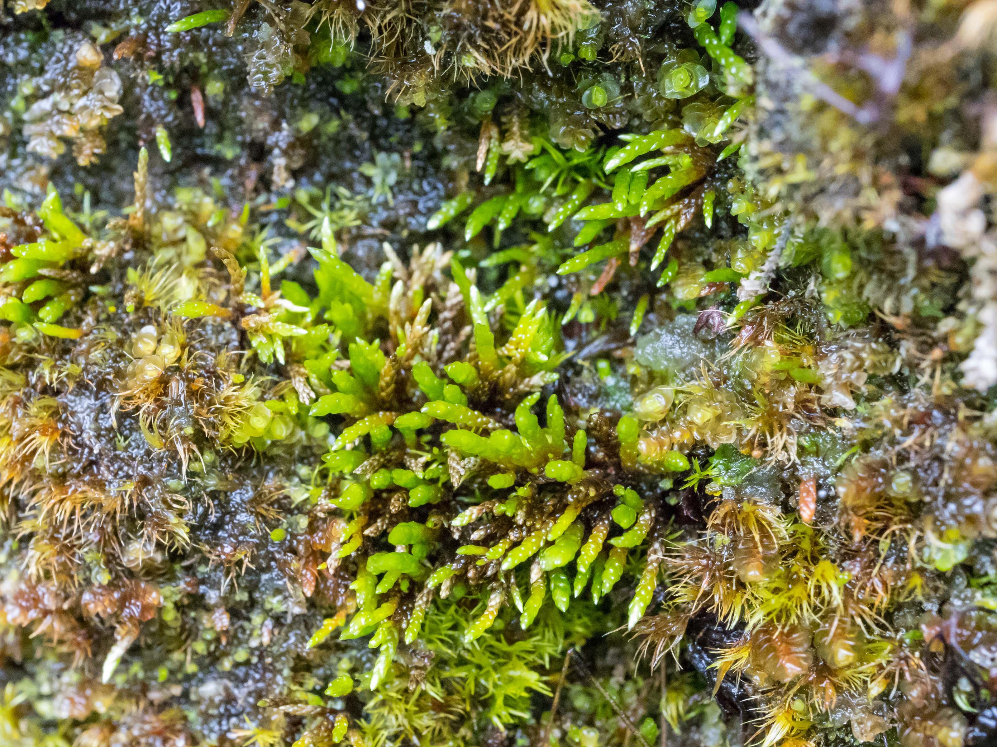 anomobryum_julaceum.jpeg