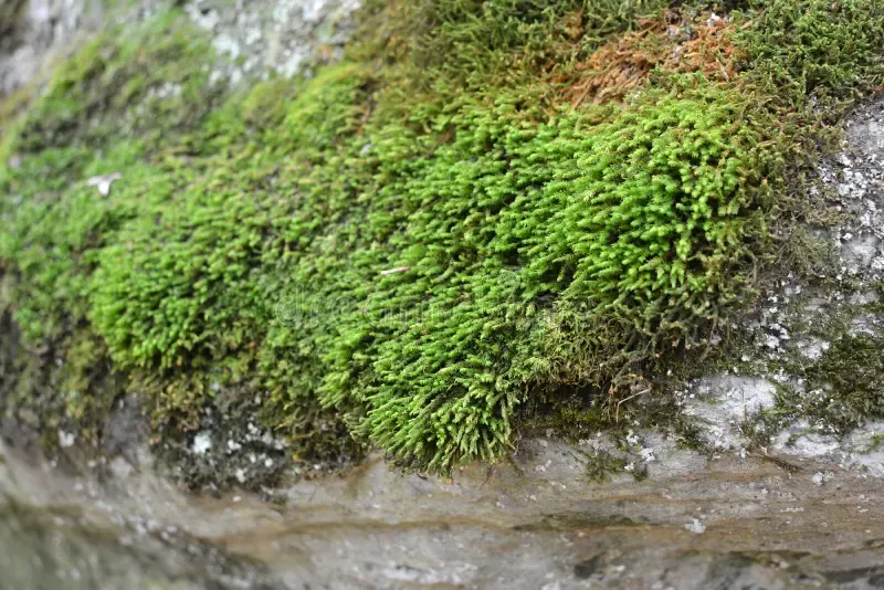 anomodon-moss-grows-stone-forest-wild-209711754.jpg