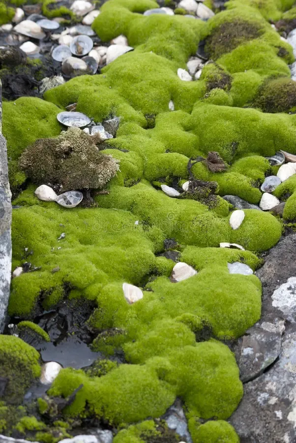 antarctic-mosses-23725502.jpg