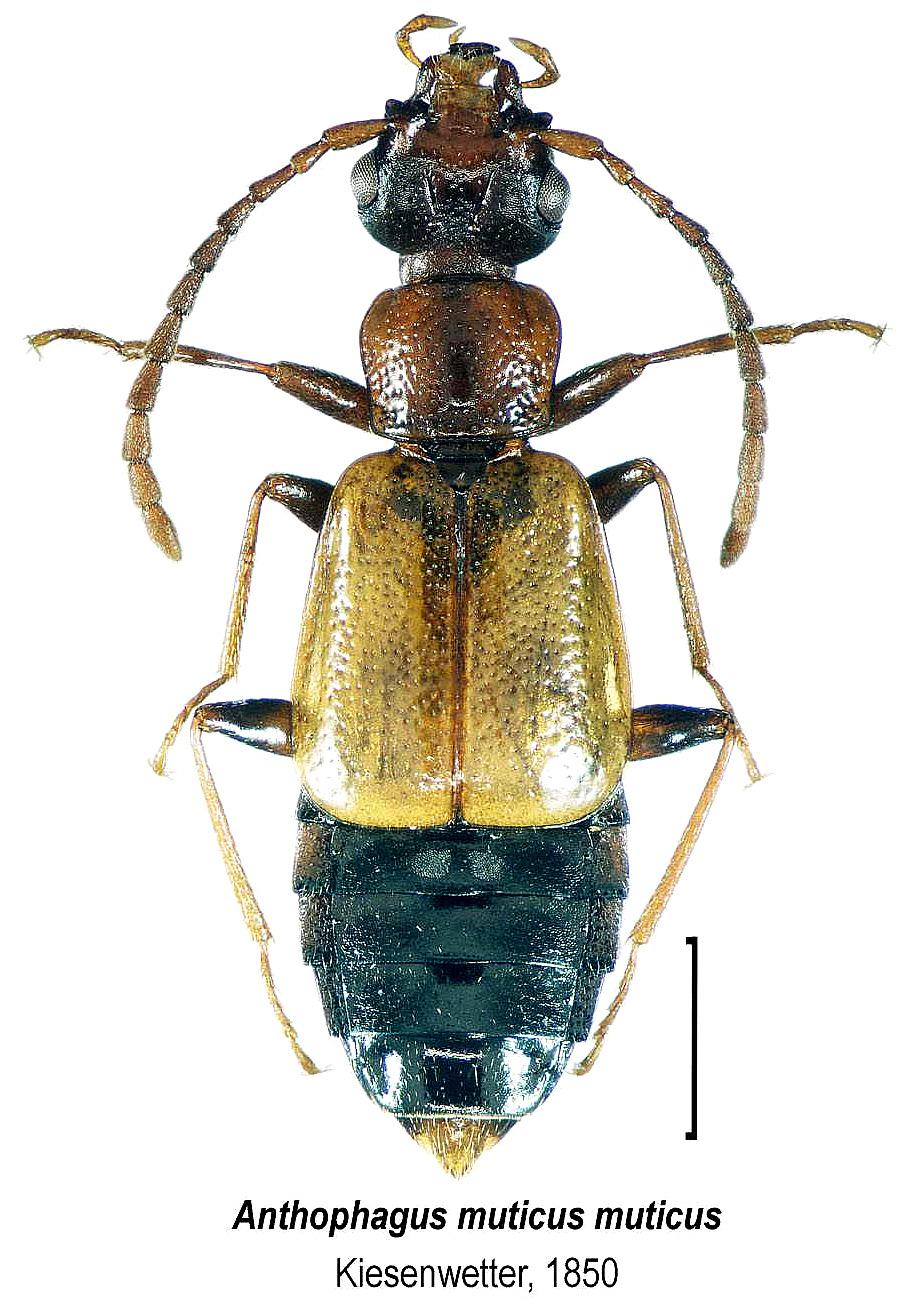 anthophagus_muticus_mut_or.jpg