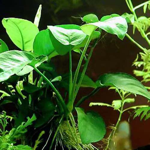 anubias-barteri-var-barteri-03.jpg