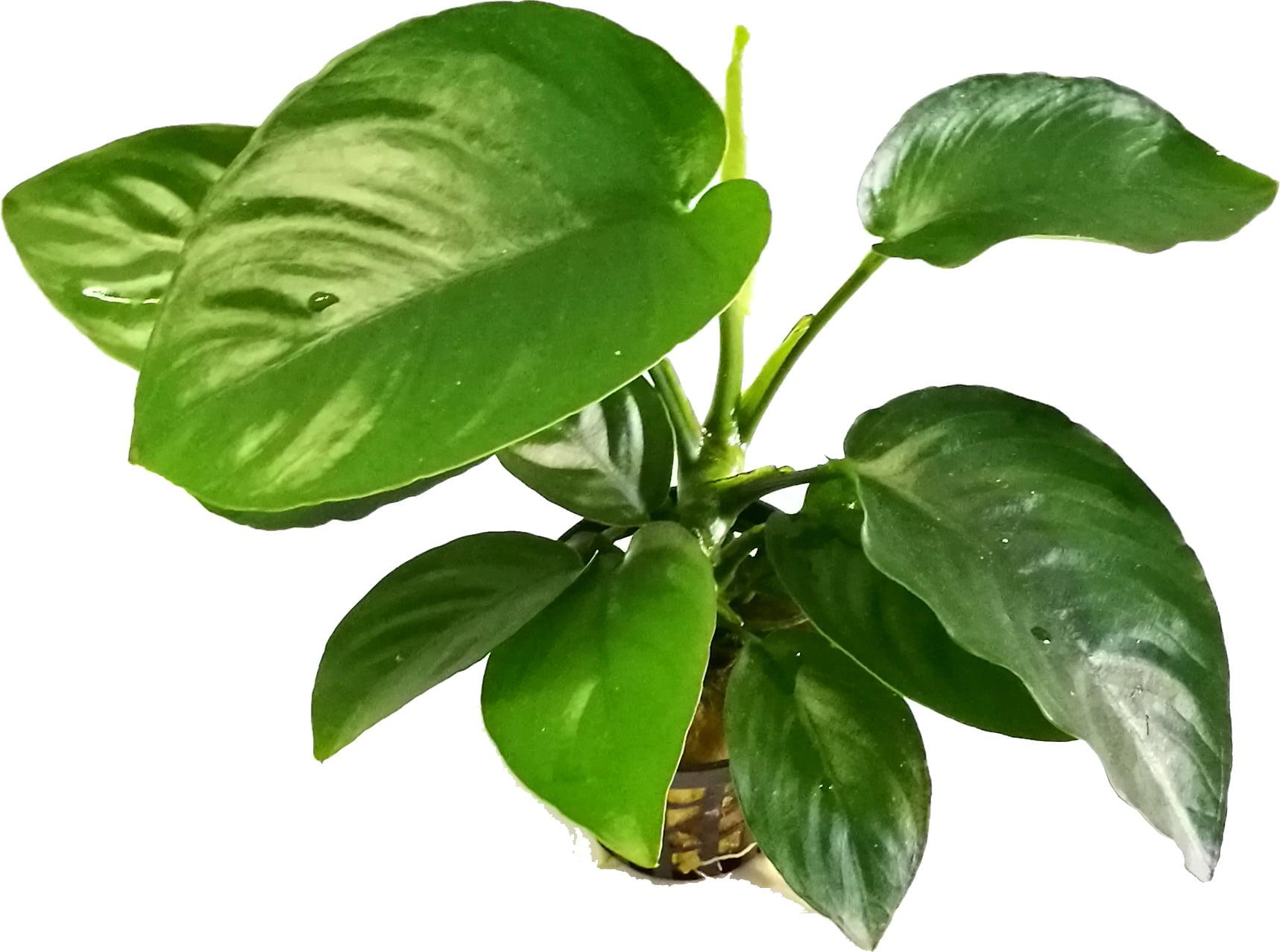 anubias-barteri-var-barteri-1-pcs-46944-fr.jpg