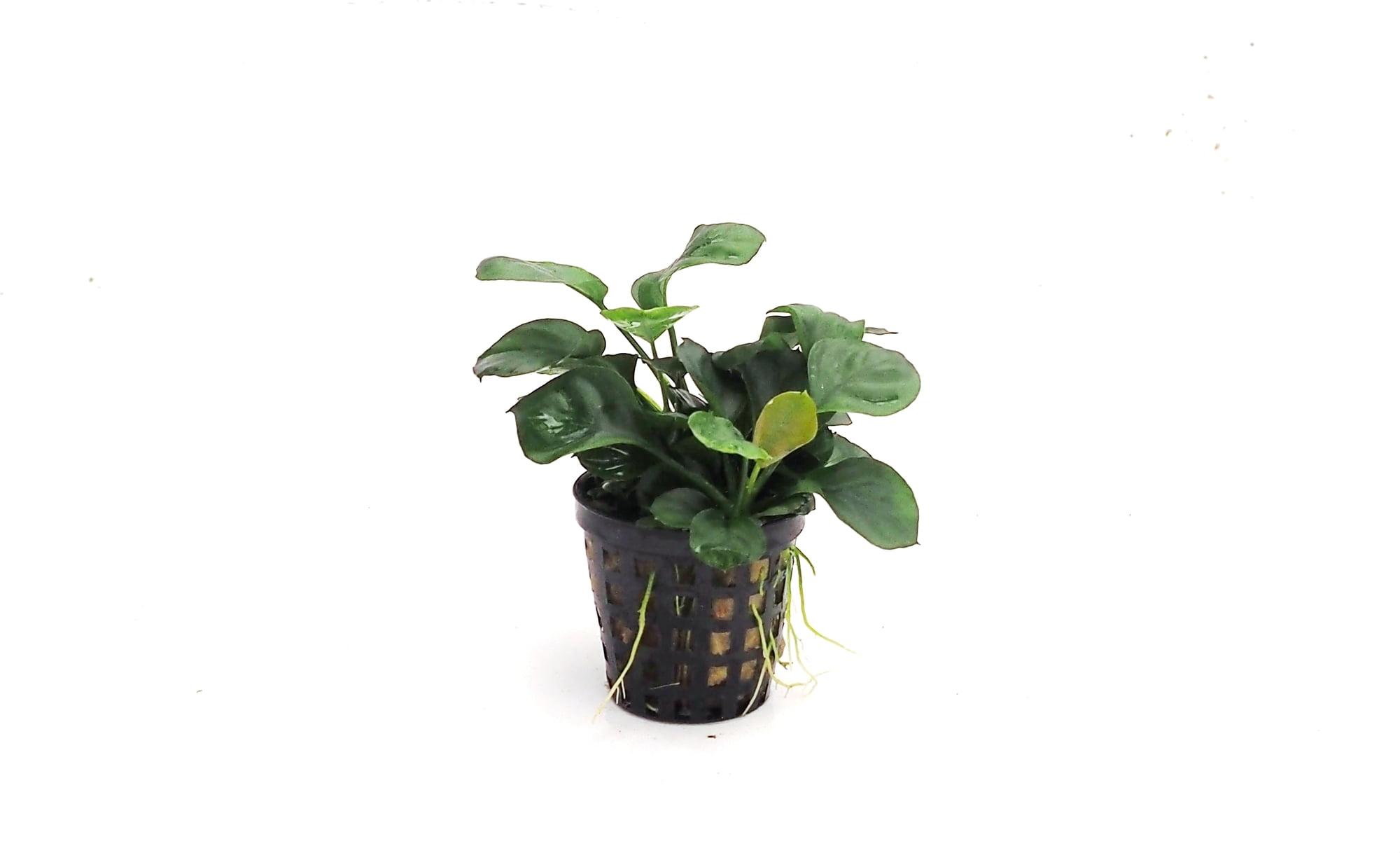 anubias-barteri-var-round-leaf-1-stk-53174-de.jpg