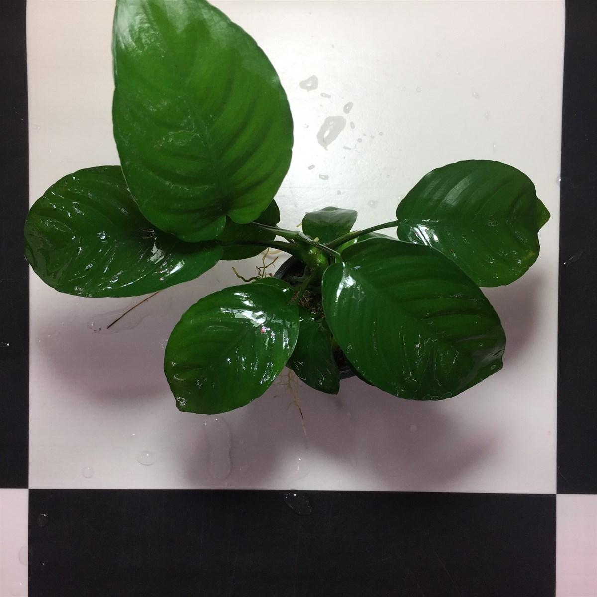 anubias-barteri-var.-barteri-8c25.jpg