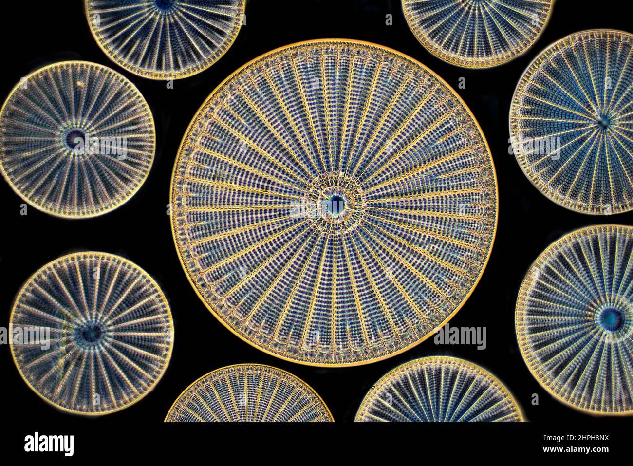 arachnoidiscus-ornatus-arachnoidiscus-ehrenbergii-2HPH8NX.jpg