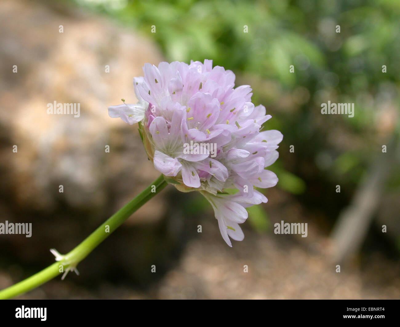 armeria-welwitschii-armeria-welwitschii-inflorescence-portugal-EBNRT4.jpg