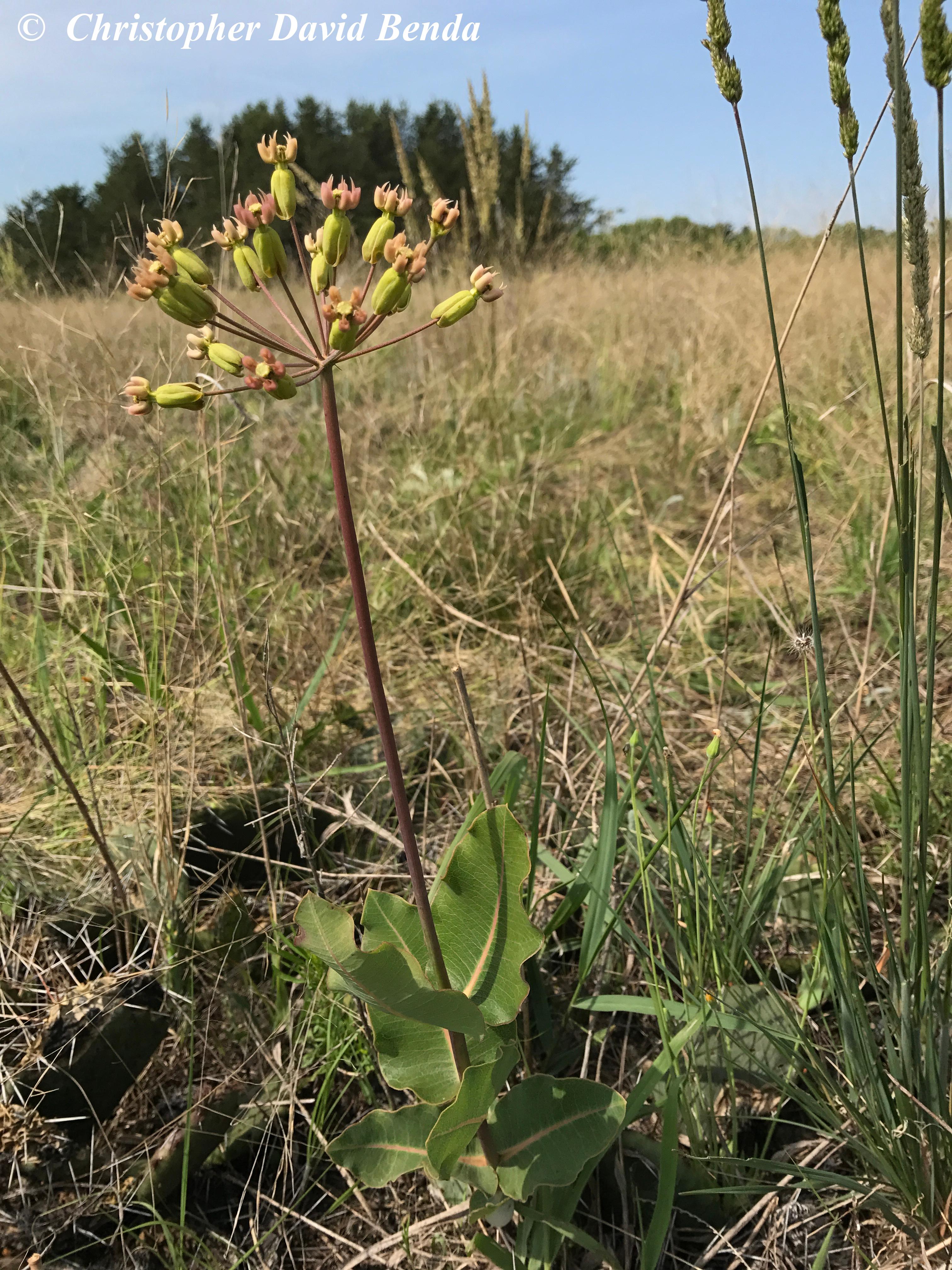 asclepias_amplexicaulis_copyright_img_4813-1.jpg