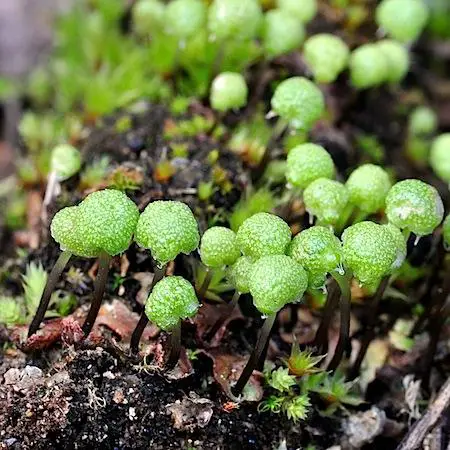 asterella_gracilis3.jpg