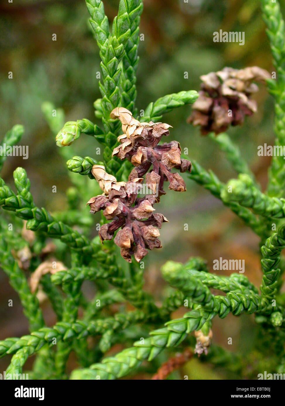 athrotaxis-laxifolia-athrotaxis-laxifolia-ripe-cones-EBTB0J.jpg