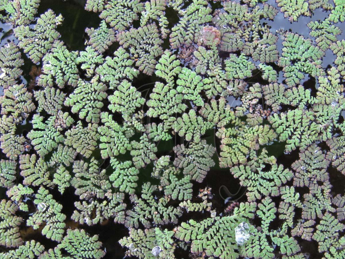 azolla2.jpg