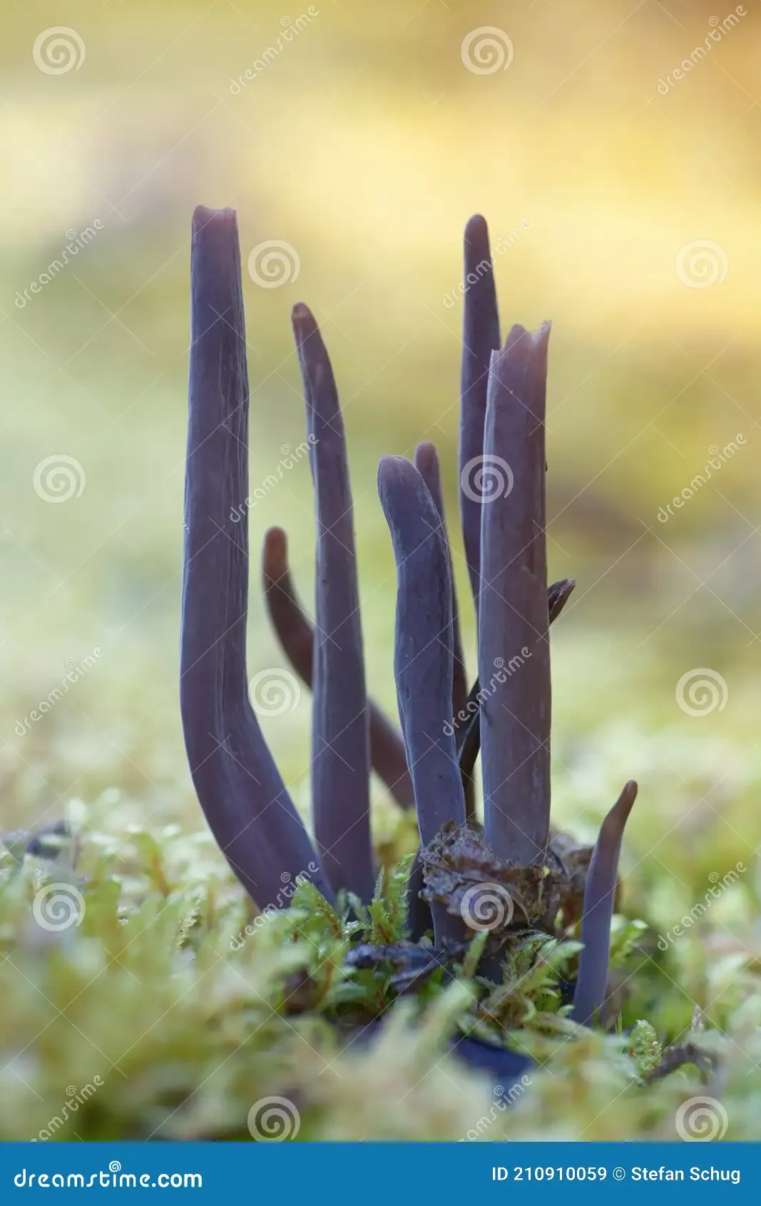 clavaria-zollingeri-moss-magenta-coral-mushroom-portrayed-image-nice-blurry-bokeh-background-210910059.jpg