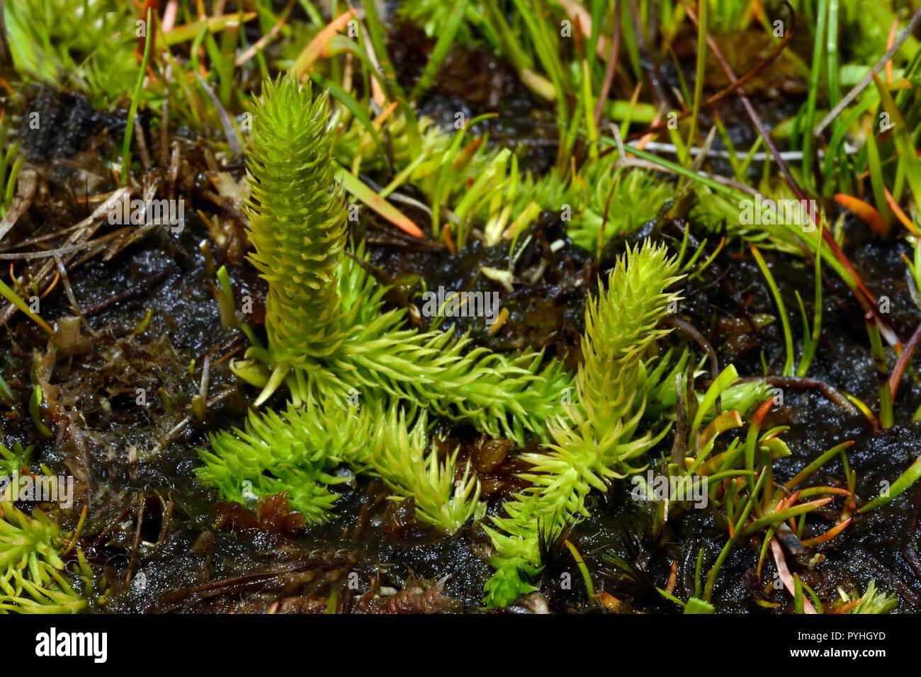 lycopodiella-inundata-marsh-club-moss-est-un-club-moss-avec-distribution-circumboreale-et-circumpolaire-elle-pousse-dans-des-habitats-humides-de-la-toundra-humide-y-compris-pyhgyd.jpg