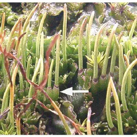 Phaeomegaceros-fimbriatus-Gottsche-Duff-et-al-with-sporophytes-of-all-ages-including_Q640.jpg