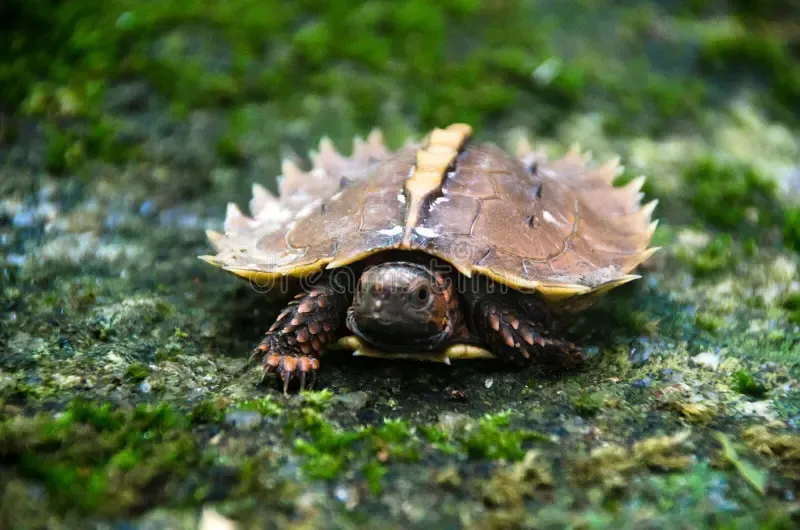 spiny-turtle-heosemys-spinosa-rock-green-moss-terrapin-cogwheel-wildness-forrest-rain-thailand-216715636.jpg