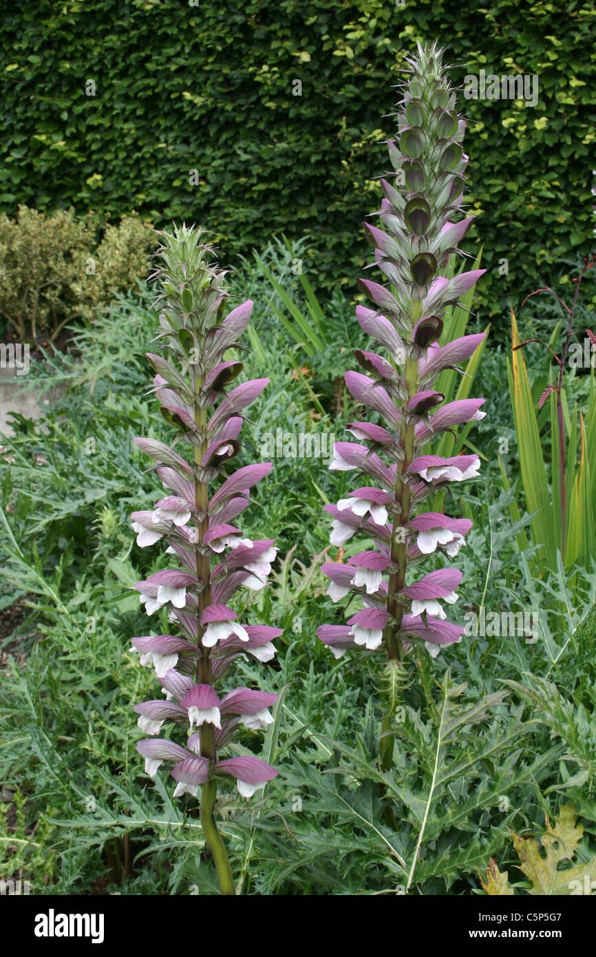 bar-der-reithose-acanthus-mollis-c5p5g7.jpg