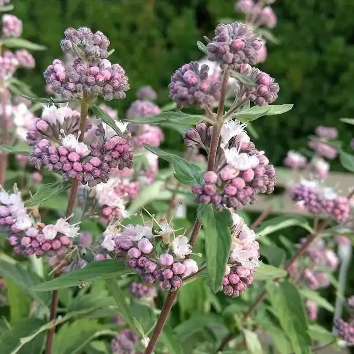 barbula-klandonska-stephi-caryopteris-x-clandonensis.jpg