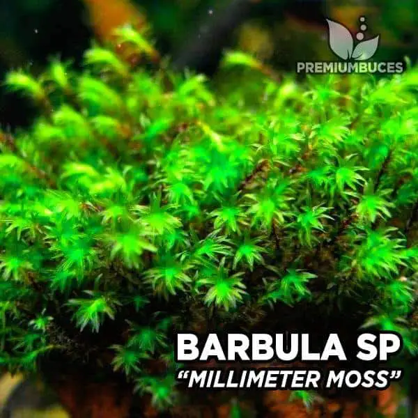 barbula-millimeter-moss.jpg