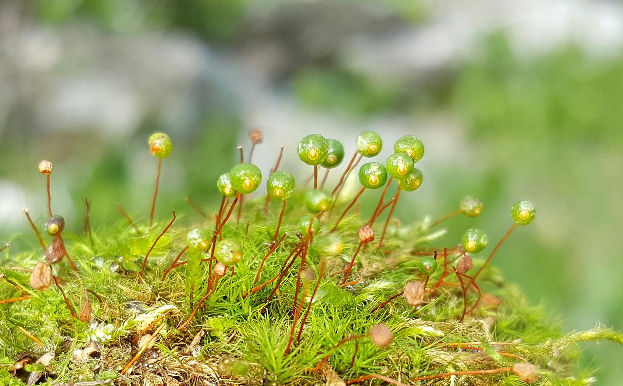 bartramia_ithyphylla.jpg