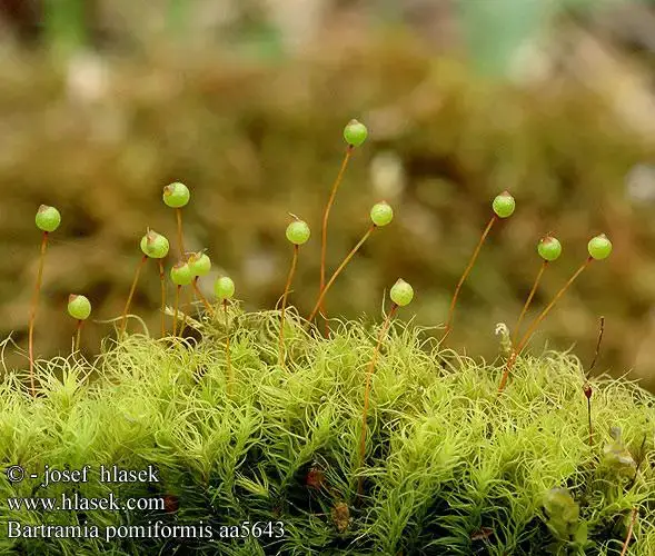 bartramia_pomiformis_aa5643.jpg