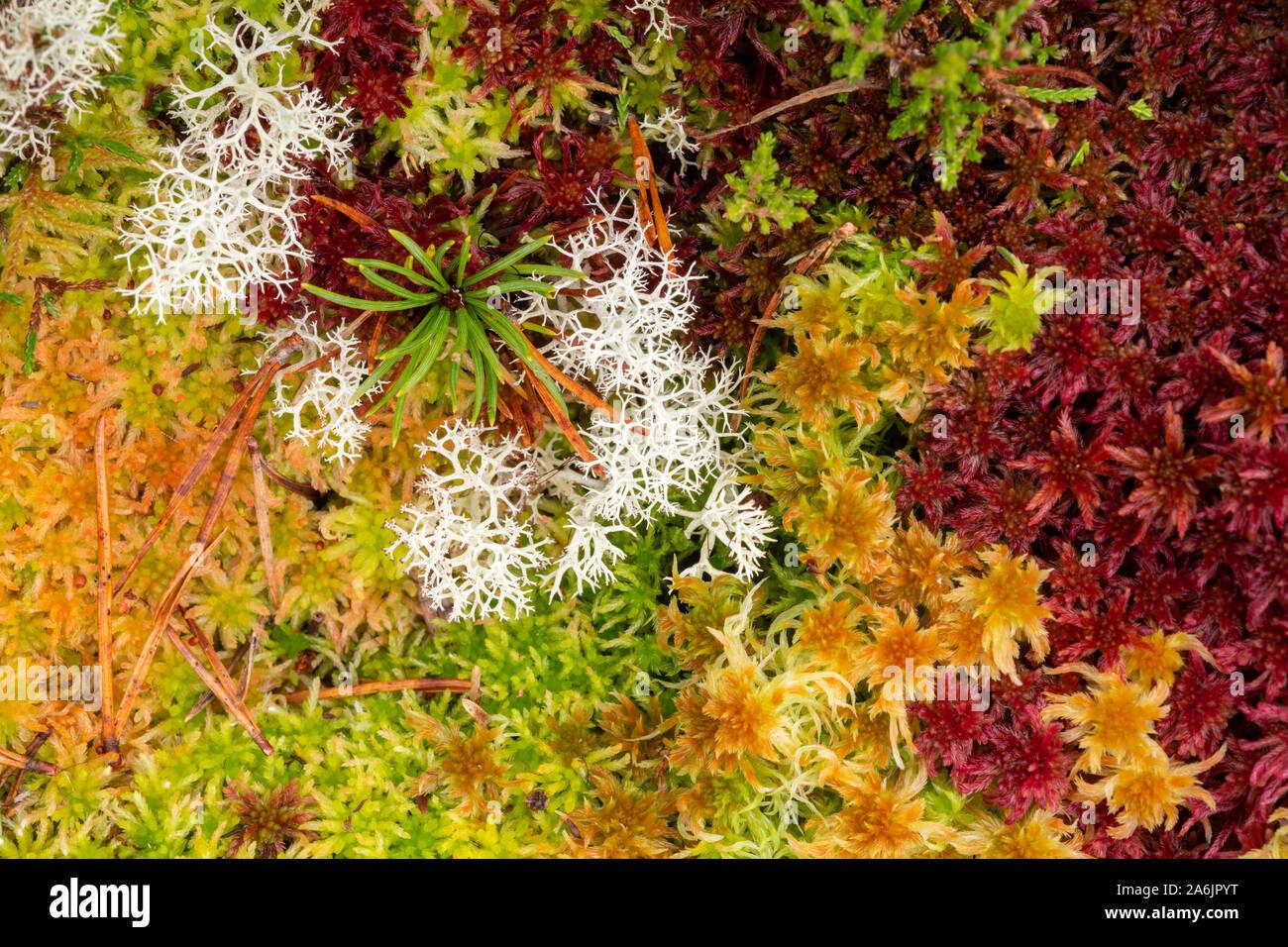 forest-floor-with-colourful-sphagnum-moss-sphagnum-angustifolium-reindeer-lichen-cladonia-portentosa-and-scots-pine-seedling-pinus-sylvestris-2A6JPYT.jpg