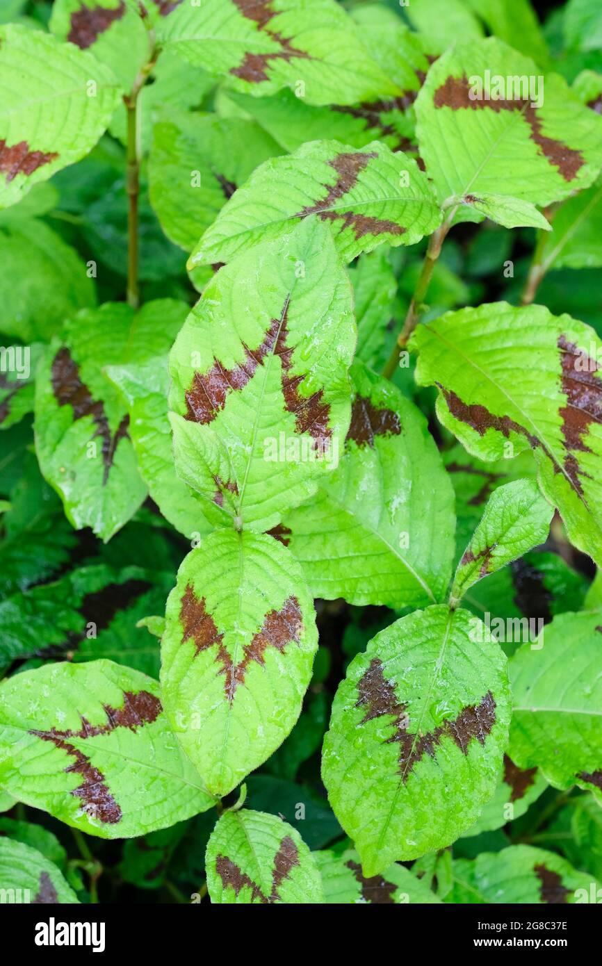 persicaria-virginiana-var-filiformis-lance-corporal-jumpseed-virginia-knotweed-lance-corporal-2G8C37E.jpg