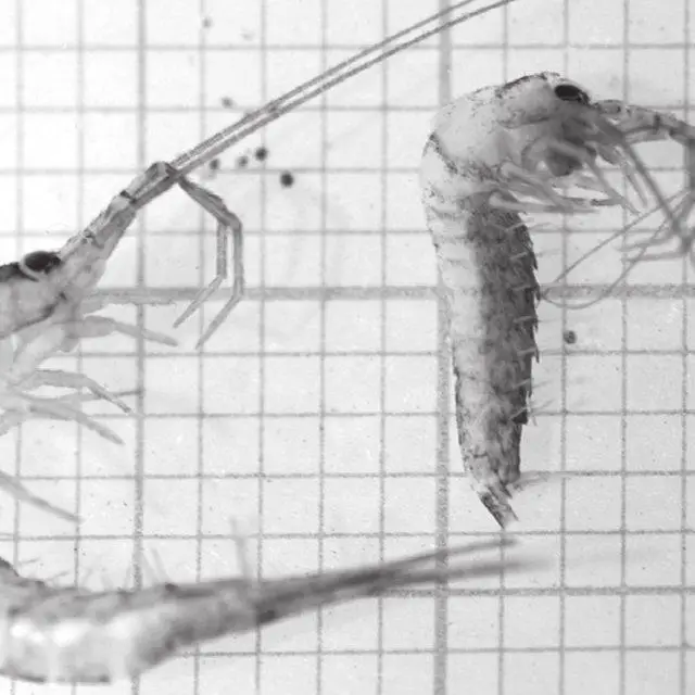 Specimens-of-Machiloides-tenuicornis-over-millimetre-paper-prepared-for-their-measurement_Q640.jpg