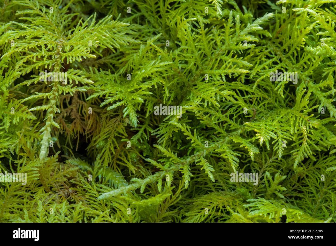 common-tamarisk-moss-tamarisk-fern-moss-feather-moss-thuidium-moss-thuidium-tamariscinum-2H6R785.jpg