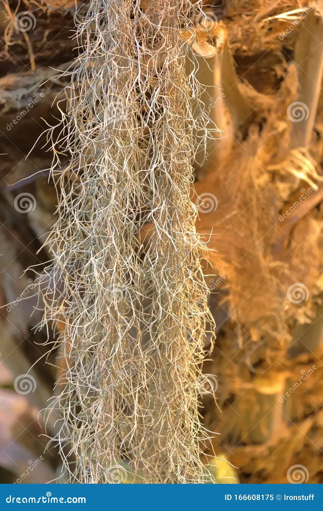 beautiful-tillandsia-usneoides-spanish-moss-unusual-plant-bromeliaceae-family-166608175.jpg