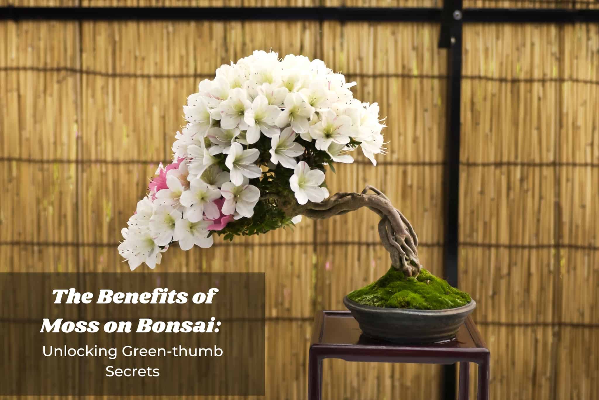 The Benefits of Moss on Bonsai: Unlocking Green-thumb Secrets