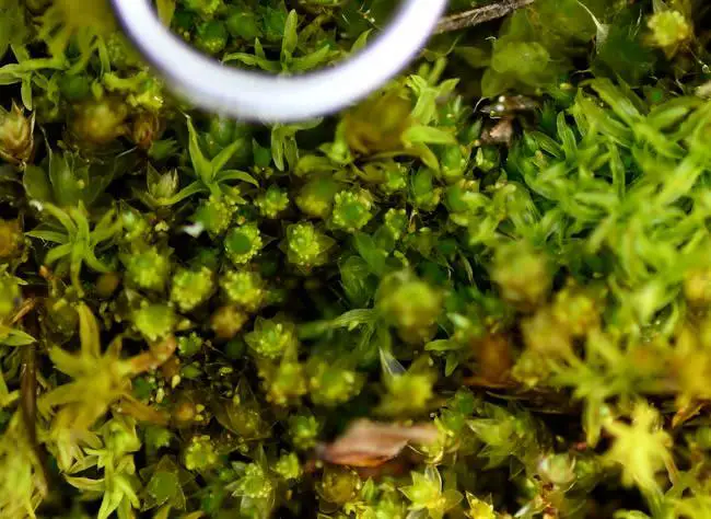 bicoloured-bryum-moss-march-2022.jpg