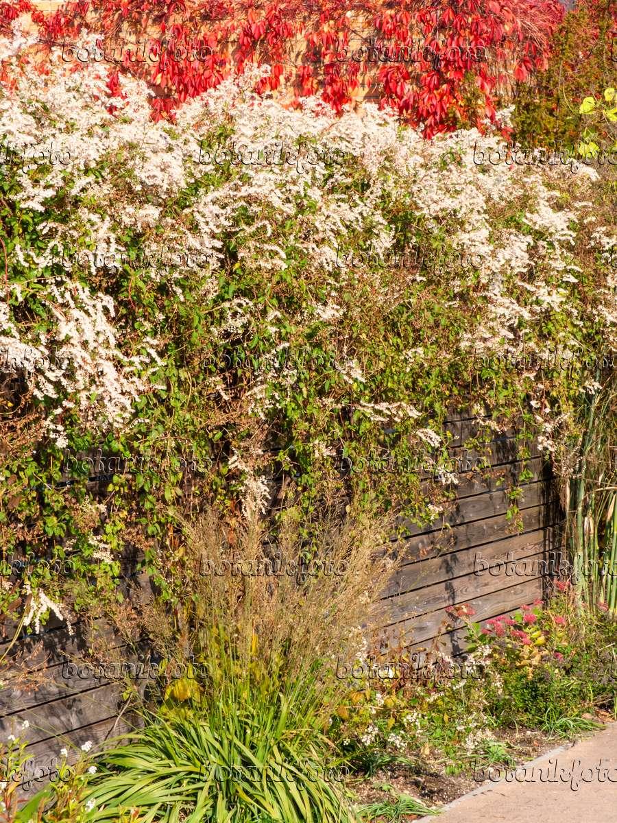 bild-foto-chinesischer-knoeterich-fallopia-aubertii-465123.jpg