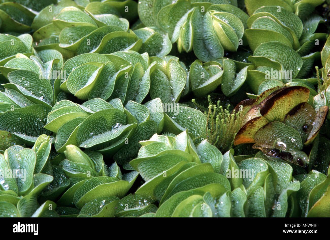 bilobed-floating-moss-bilobed-floating-fern-water-fern-salvinia-biloba-ANWNJH.jpg