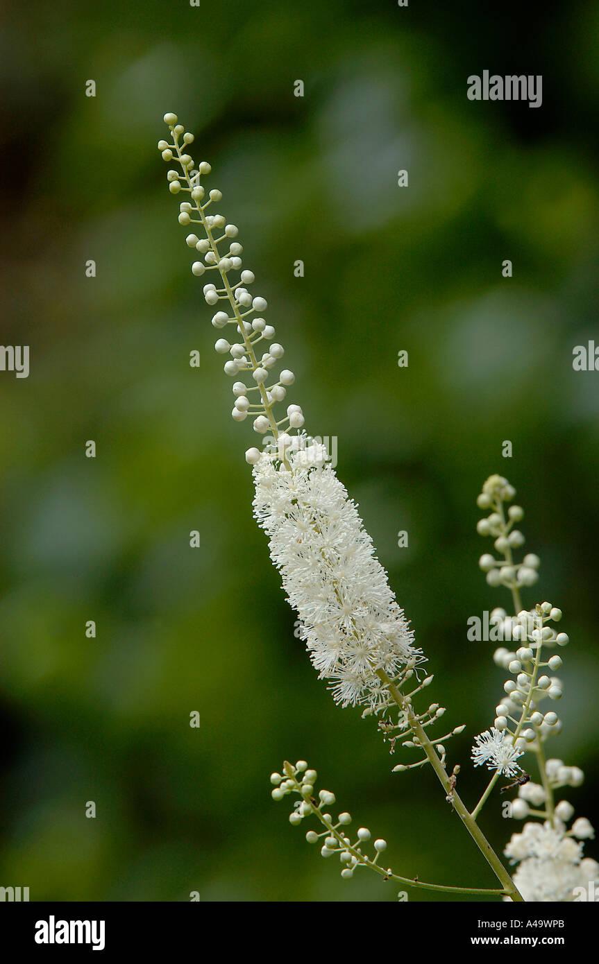 black-cohosh-A49WPB.jpg