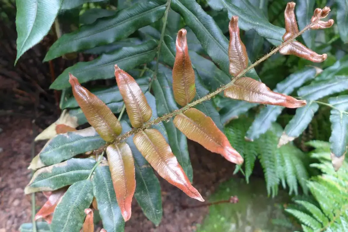 blechnum-wattsii1.jpg