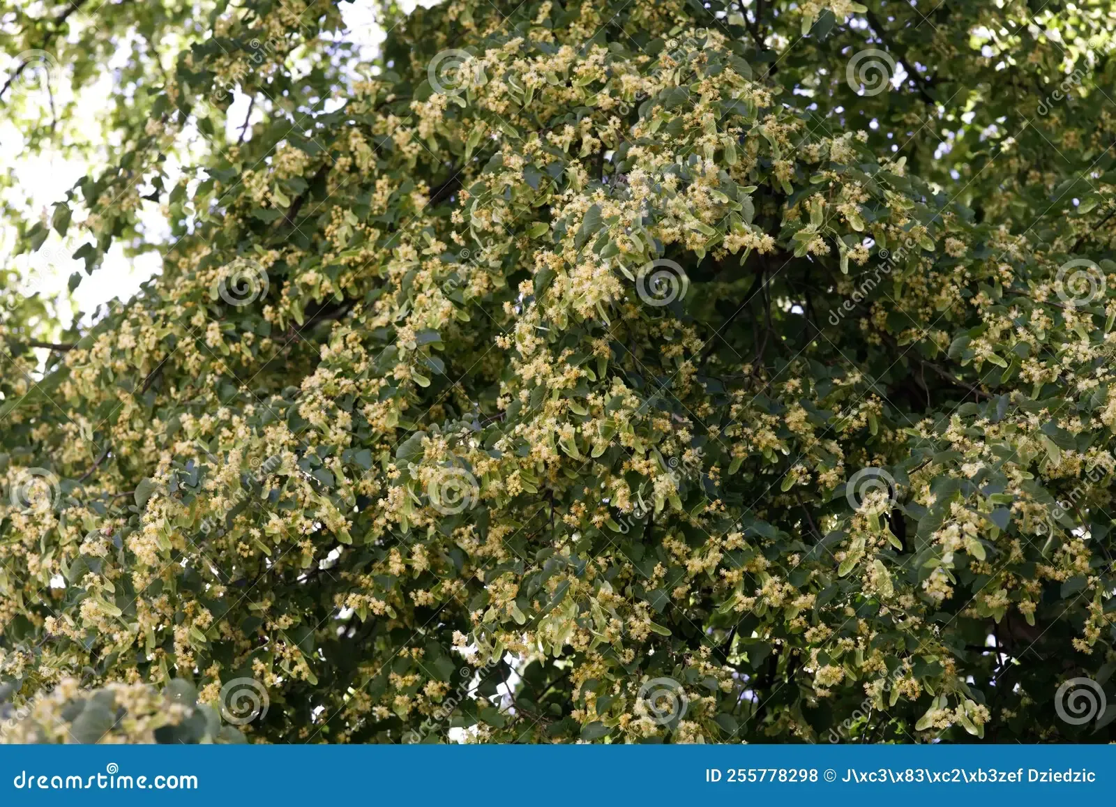 blooming-old-aged-small-leaved-linden-tilia-cordata-mill-255778298.jpg