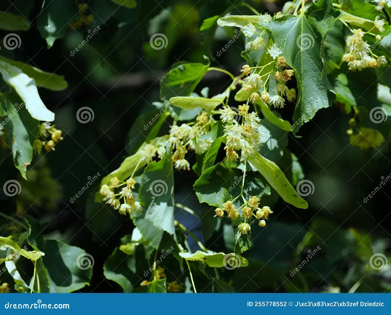 blooming-old-aged-small-leaved-linden-tilia-cordata-mill-255778552.jpg