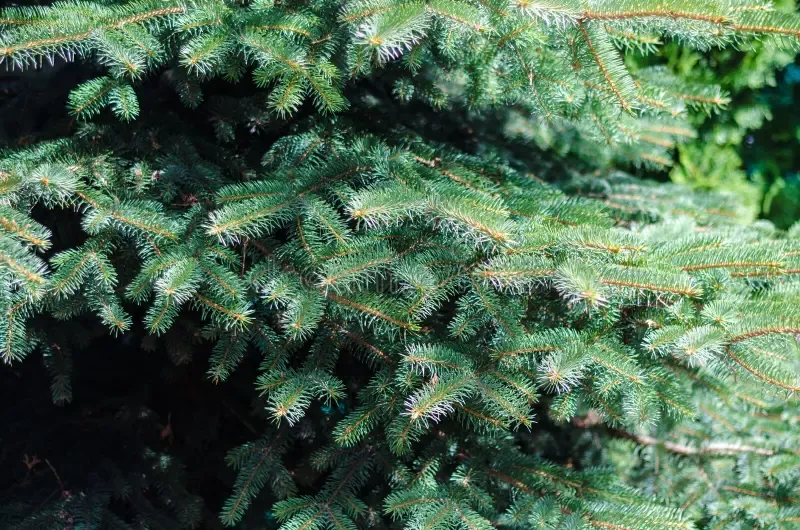 blue-green-spruce-close-up-backyard-garden-blue-spruce-close-up-backyard-garden-153584927.jpg