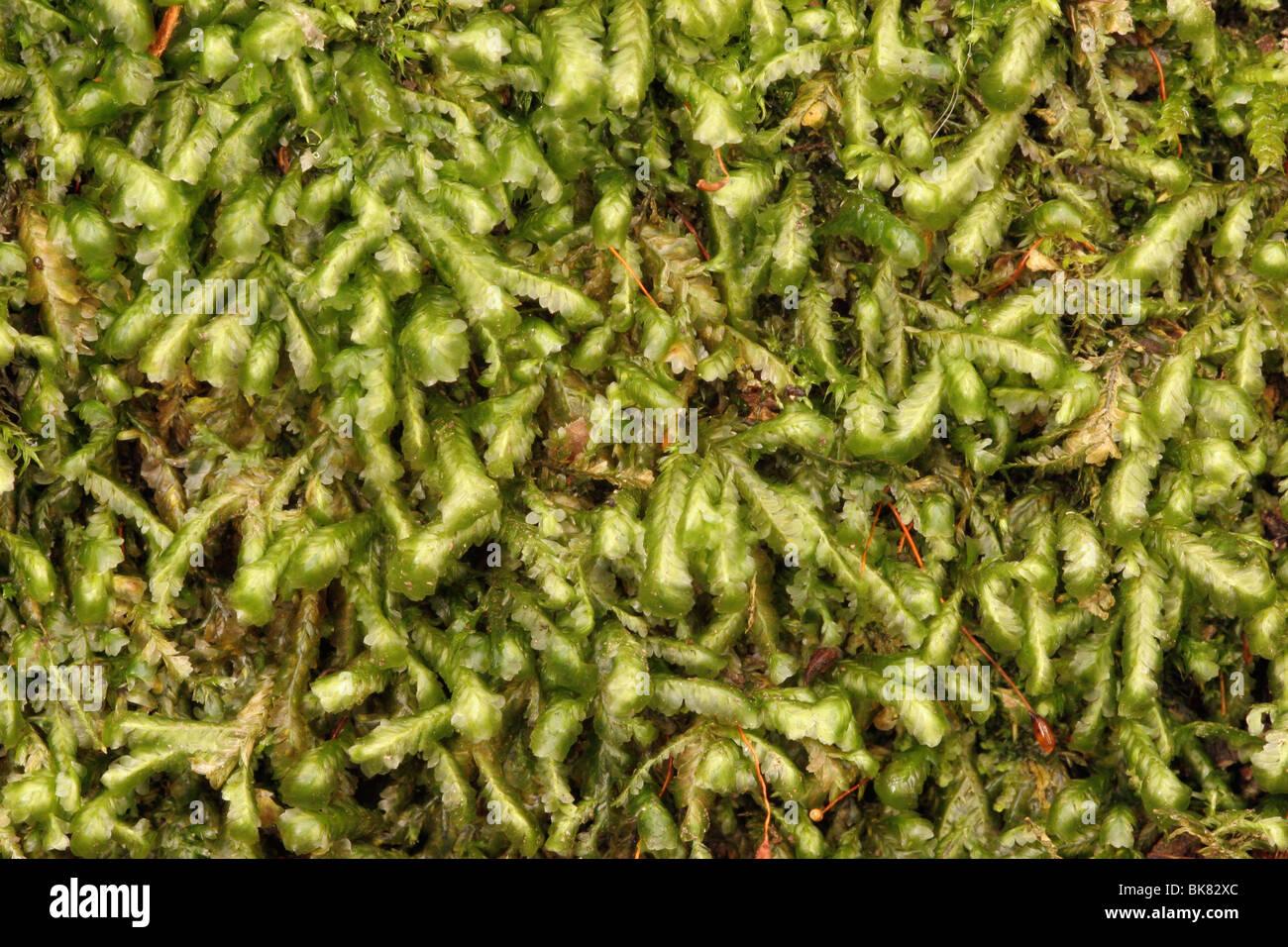 blunt-feather-moss-homalia-trichomanoides-uk-BK82XC.jpg