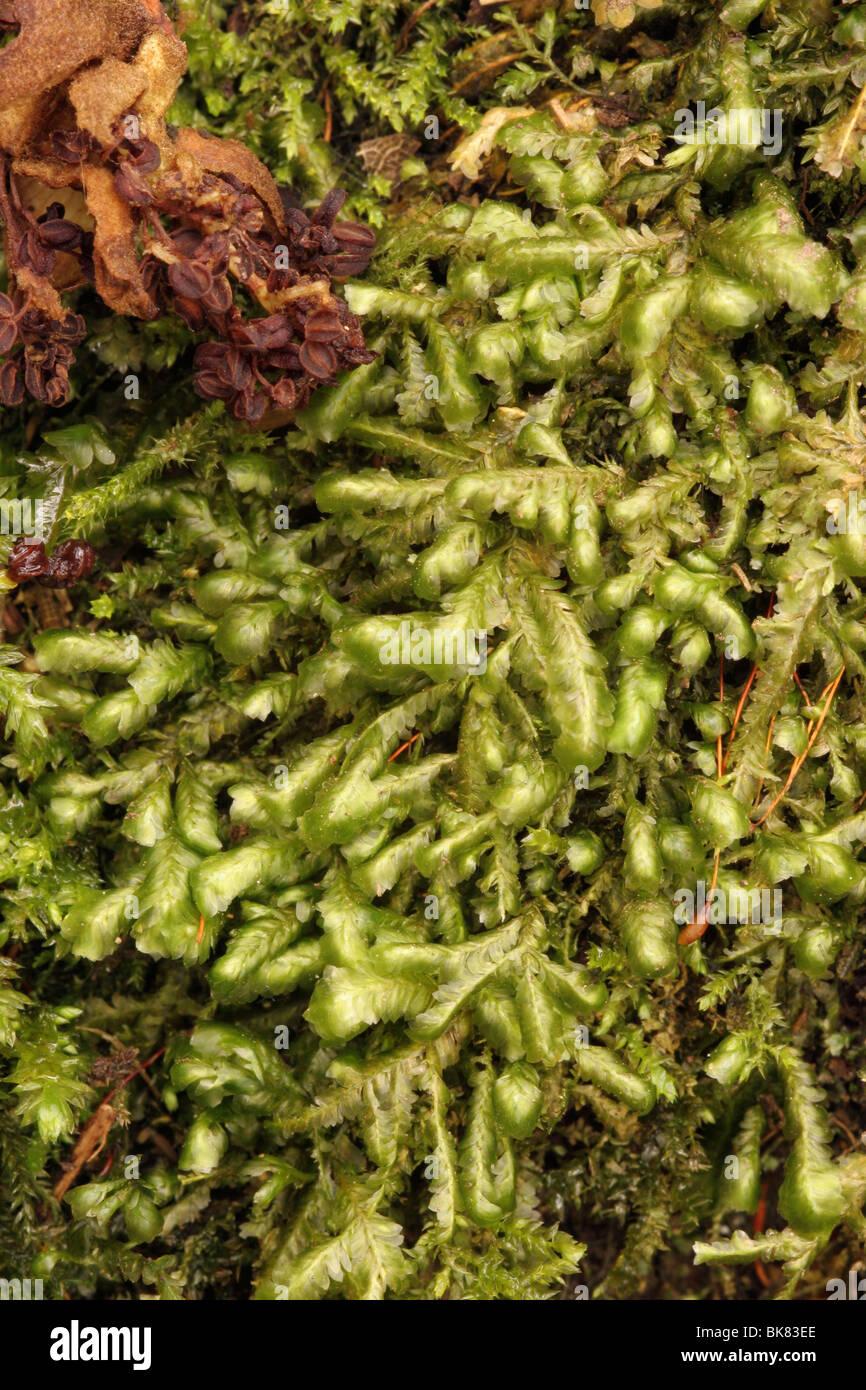 blunt-feather-moss-homalia-trichomanoides-uk-BK83EE.jpg