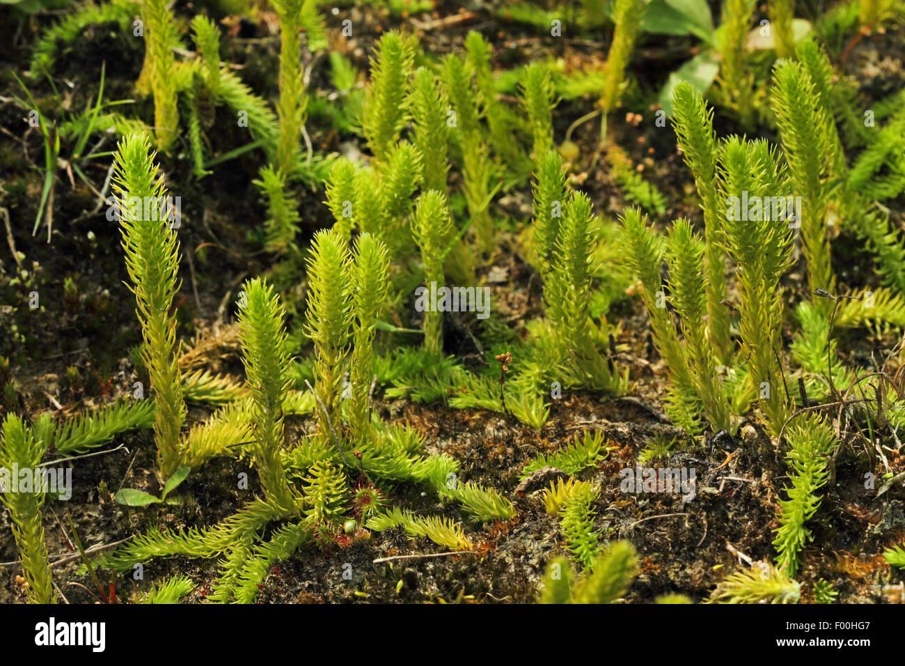 bog-clubmoss-marsh-clubmoss-lycopodiella-inundata-germany-F00HG7.jpg