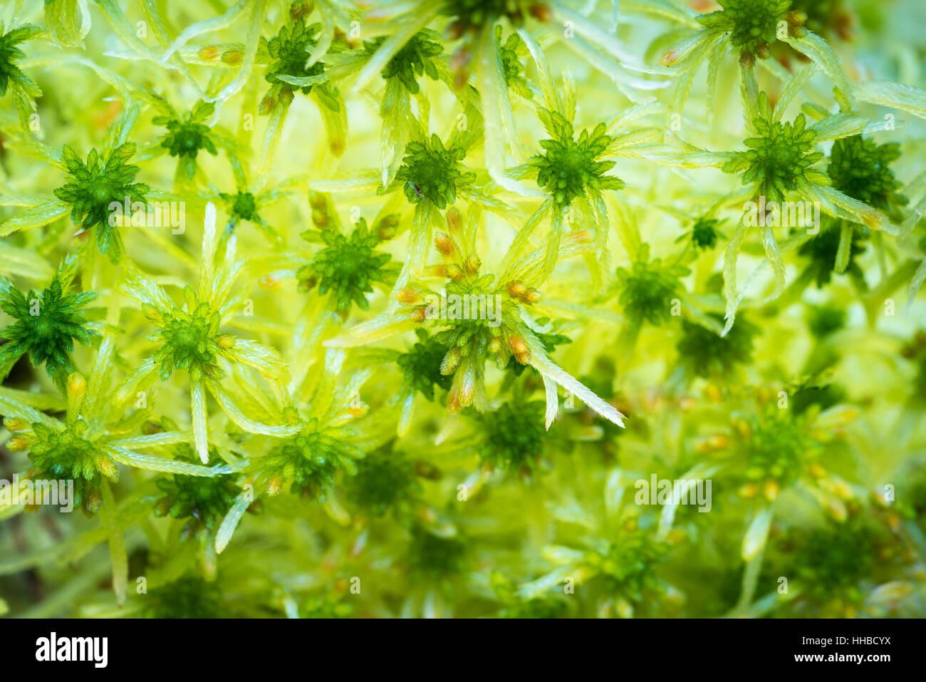 bog-moss-sphagnum-fallax-at-abernethy-forest-in-scotland-HHBCYX.jpg