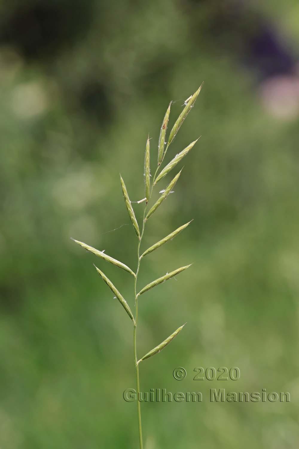 brachypodium-pinnatum-02.jpg