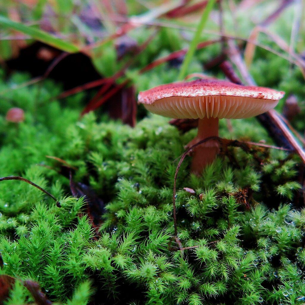 breutelia-affinis-with-fungus-welsh-st-june-2020-1-1-1024x1024.jpg